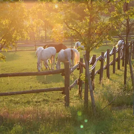 Serene And Wine Farm * Affi